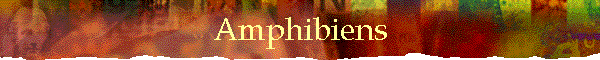 Amphibiens