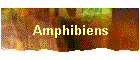 Amphibiens