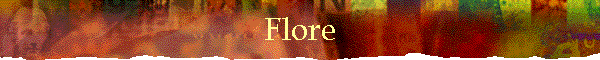 Flore