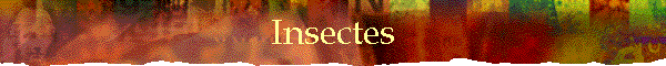 Insectes