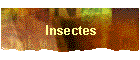 Insectes