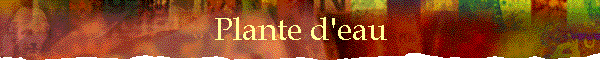 Plante d'eau